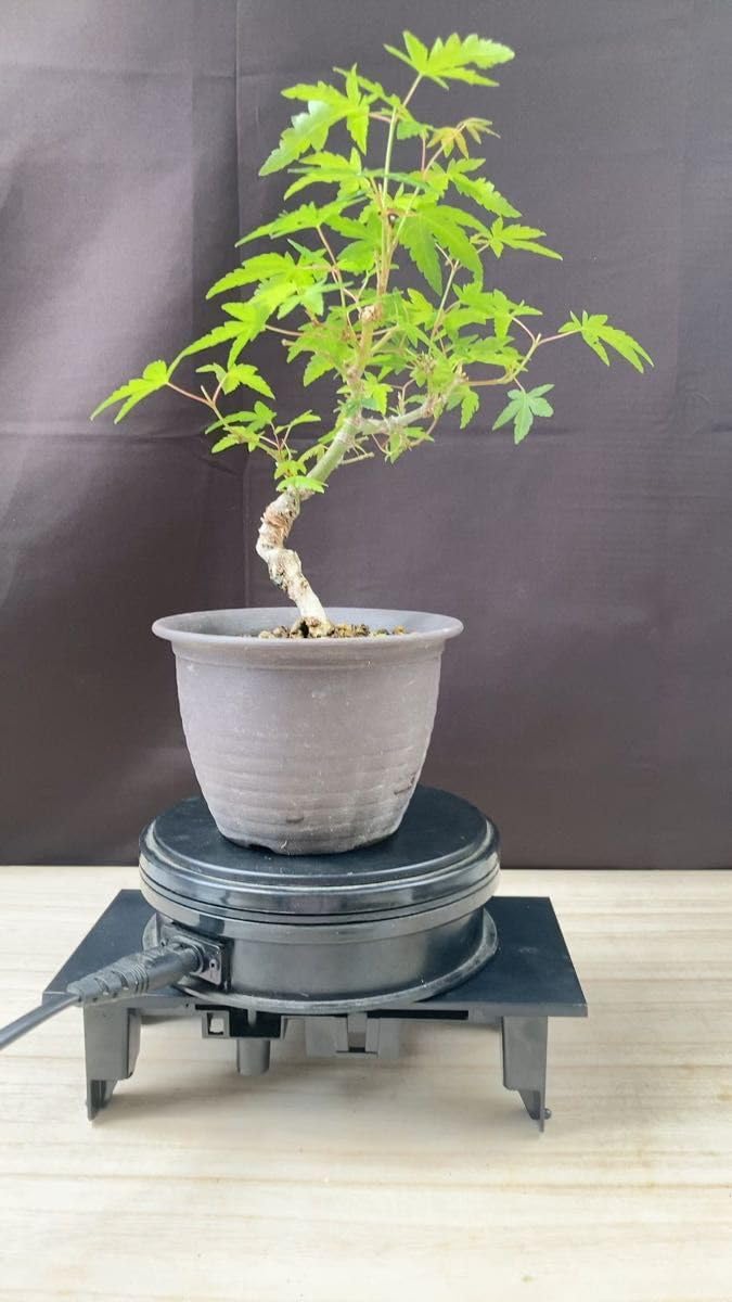 No.1 イロハモミジの盆栽 Amazon.co.jp: イロハモミジ1年苗(昨年